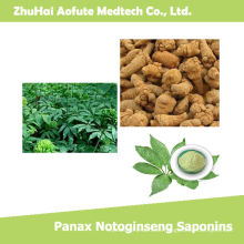 Hochwertige natürliche Panax Notoginseng Saponine